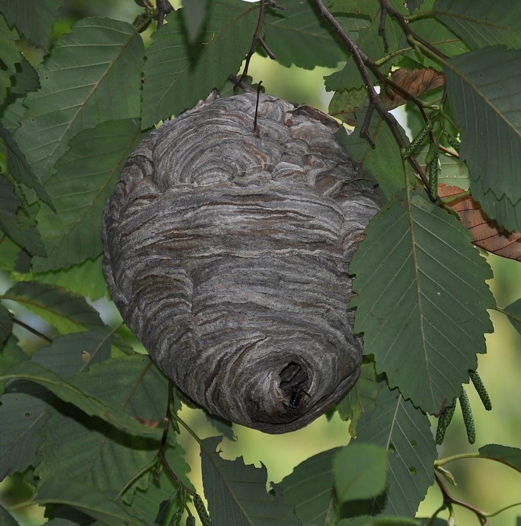 Progressive Pest Control | 31 Wiltshire Dr, Brantford, ON N3R 5B1, Canada | Phone: (226) 201-3749