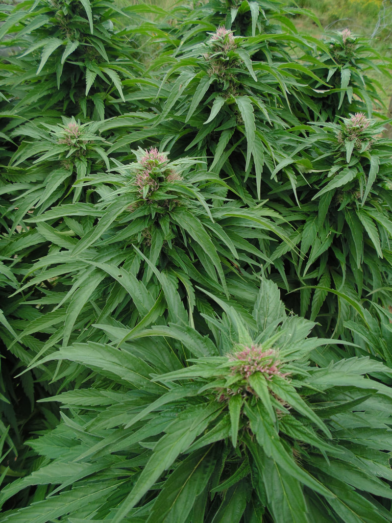 Annapolis Valley Craft Cannabis | 569 Belcher St, Port Williams, NS B0P 1T0, Canada | Phone: (602) 690-7621