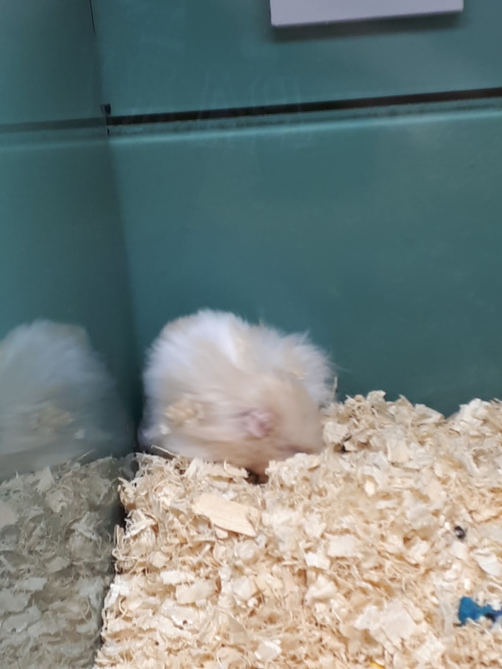 Pet Valu | 120 Thames St N, Ingersoll, ON N5C 4B1, Canada | Phone: (519) 425-1544