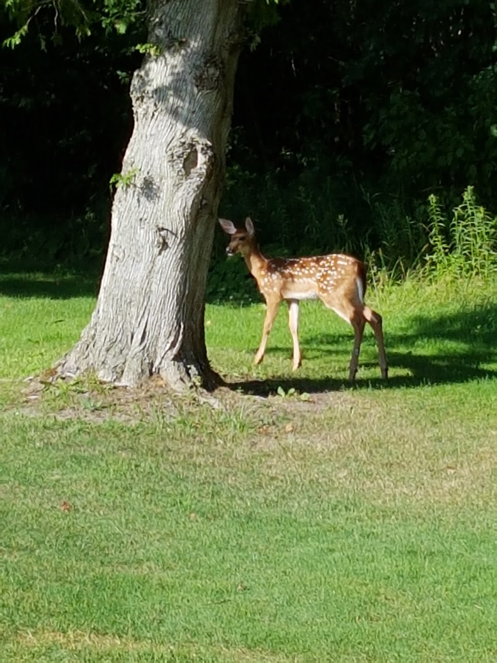 Bluewater Golf Course and Campground | 77416 Bluewater Hwy, Bayfield, ON N0M 1G0, Canada | Phone: (519) 482-7197