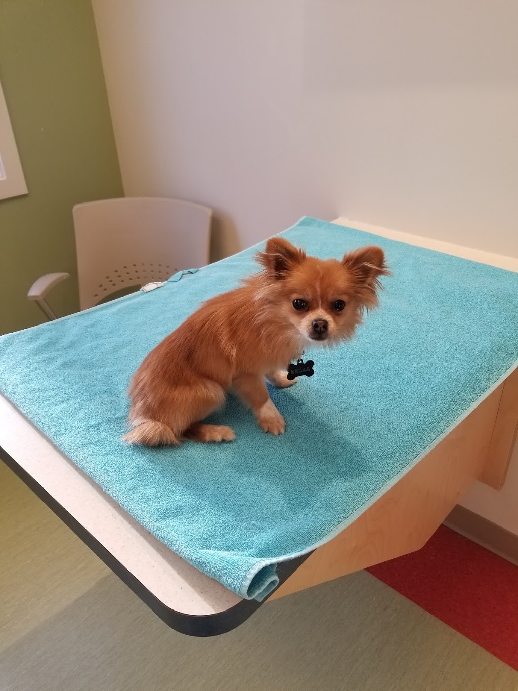 East St. Paul Animal Hospital | 3014 Henderson Hwy #9, East Saint Paul, MB R2E 0H9, Canada | Phone: (204) 661-2183