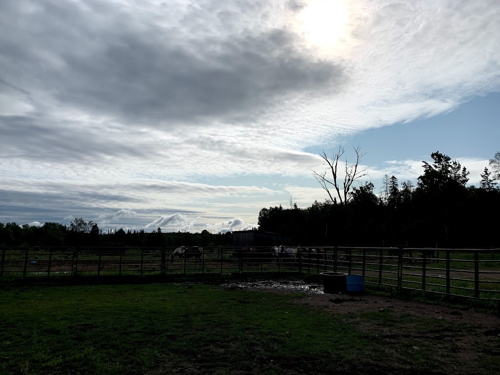 Highland Wilderness Tours | 239 E Lake Rd, Maynooth, ON K0L 2S0, Canada | Phone: (613) 334-9105