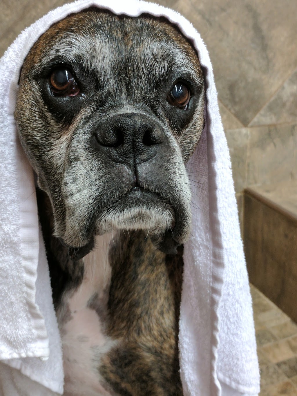 Pet Valu | 2400 Dundas St W, Mississauga, ON L5K 2R8, Canada | Phone: (905) 823-9200