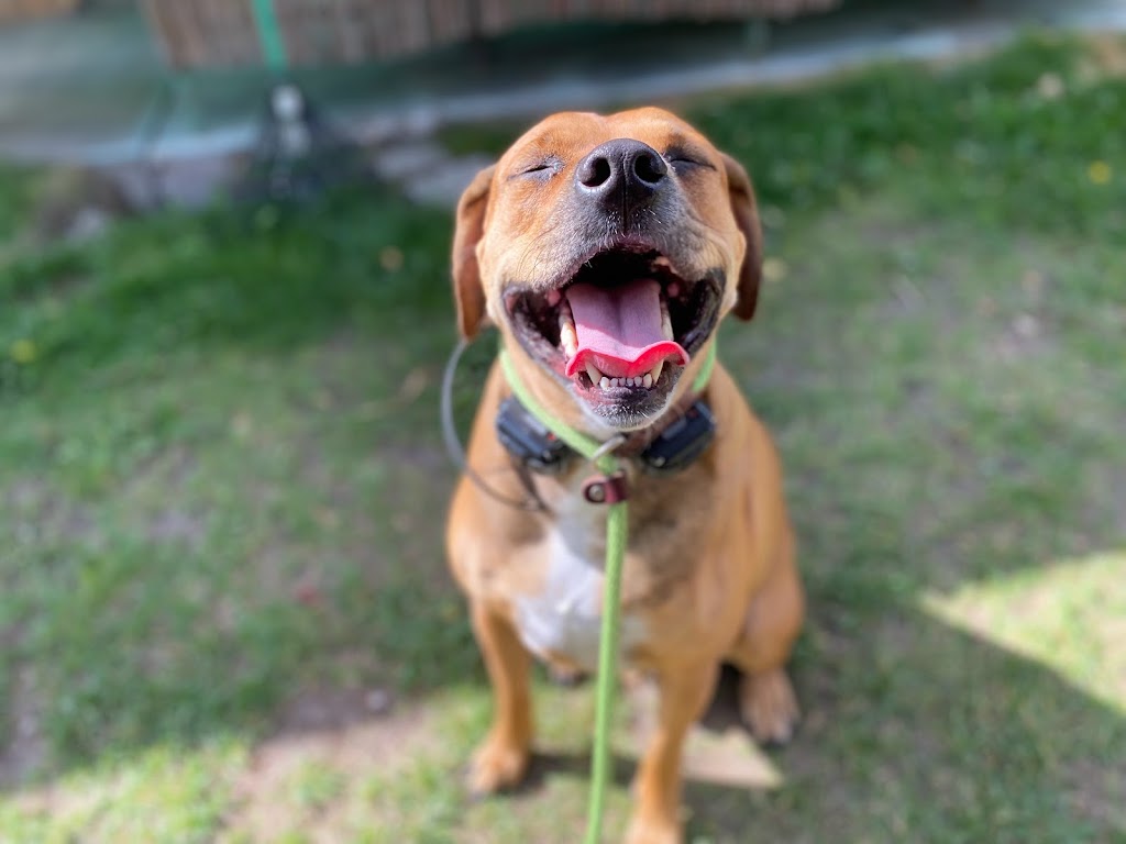 Chinook K9 | 3313 77 St NW, Calgary, AB T3B 4X9, Canada | Phone: (403) 715-0499
