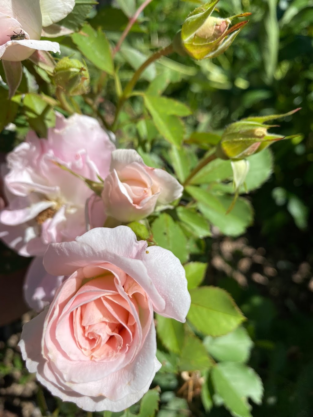 Flor gardens | Fourth Line Nassagaweya, Rockwood, ON N0B 2K0, Canada | Phone: (416) 573-3887
