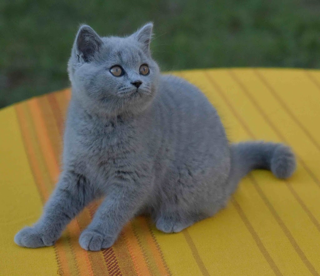 Blubears Cattery | 111 White Ct, Miramichi, NB E1V 1Z8, Canada | Phone: (506) 622-2574