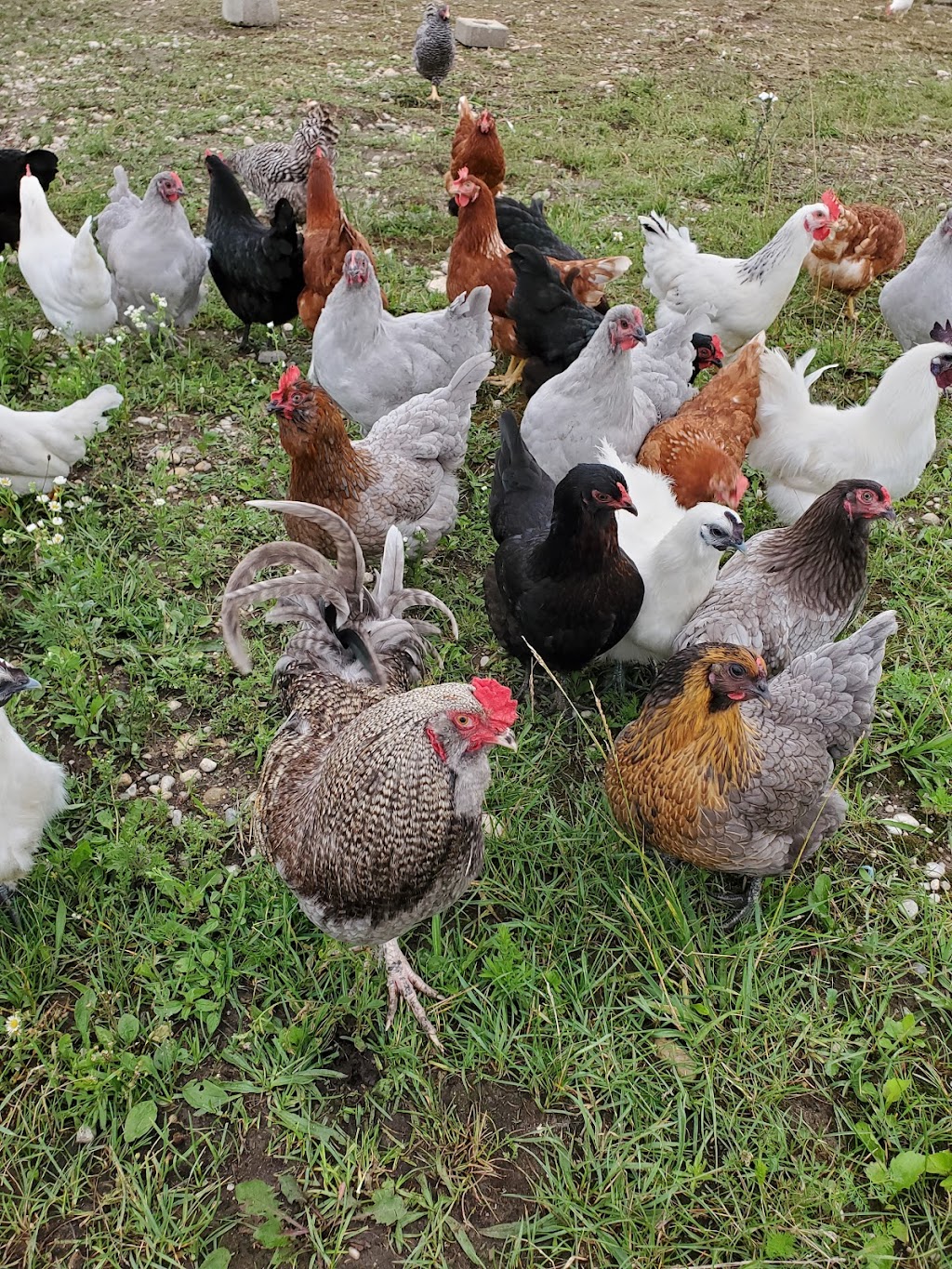 The Middle Farm | 043639 Southgate rd. 4, Mount Forest, ON N0G 2L0, Canada | Phone: (519) 323-8349