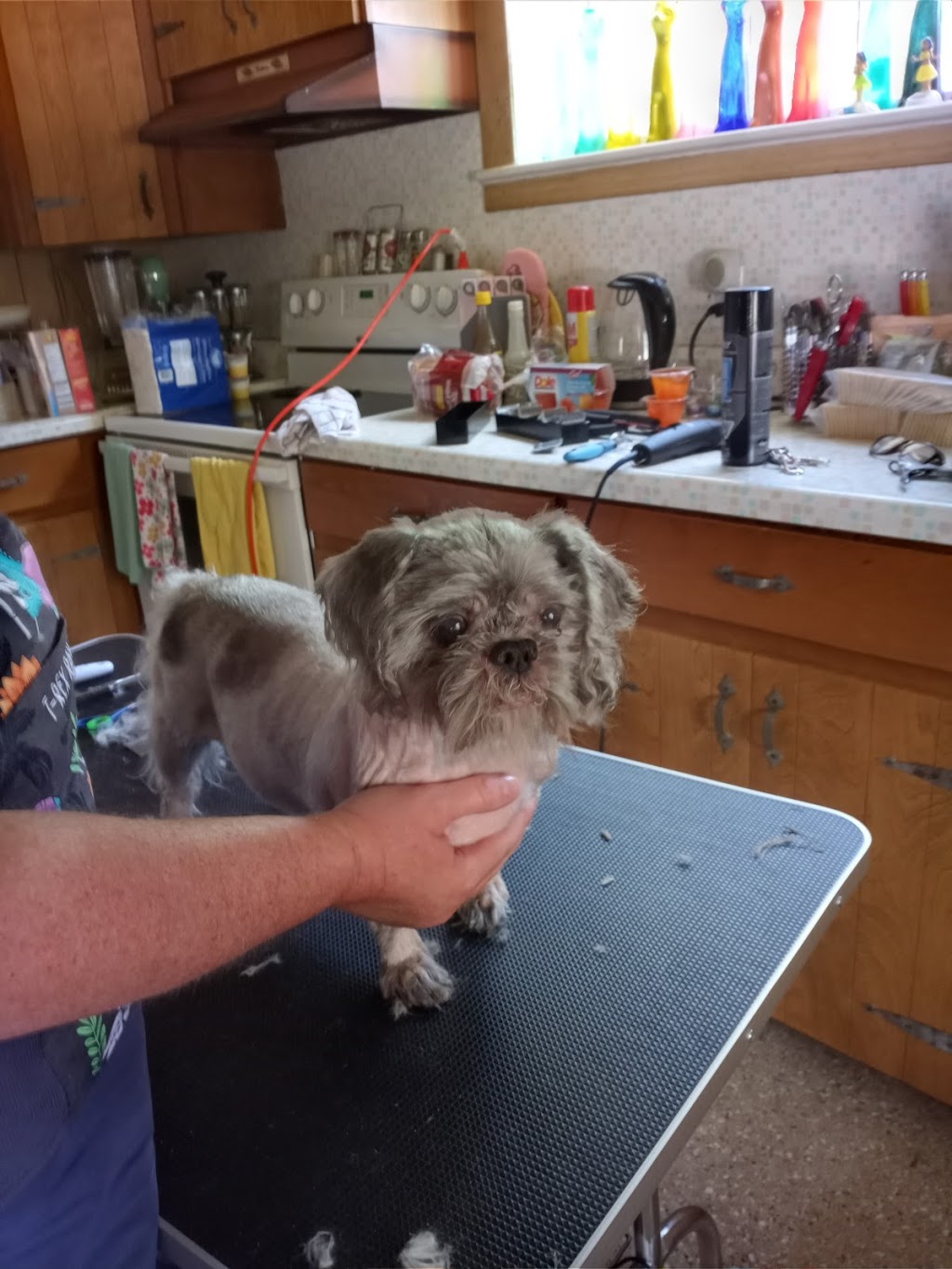 Mini Macs Mobile Grooming | 57 William St, Bluevale, ON N0G 1G0, Canada | Phone: (519) 357-5086