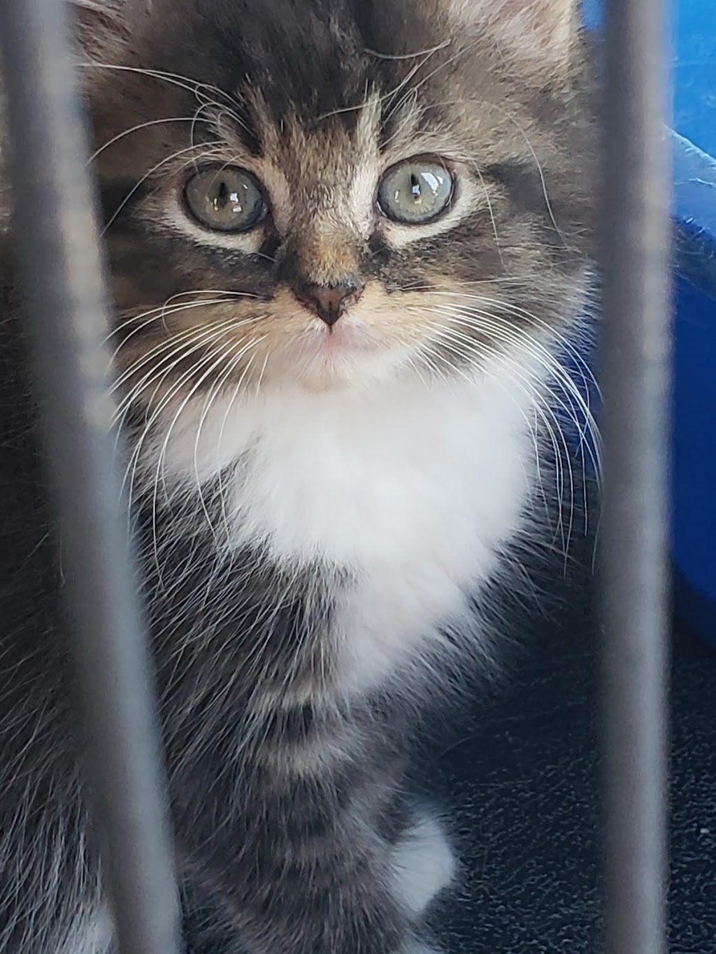 Pet Valu | 38 George St Unit 130, New Glasgow, NS B2H 2K1, Canada | Phone: (902) 752-7531