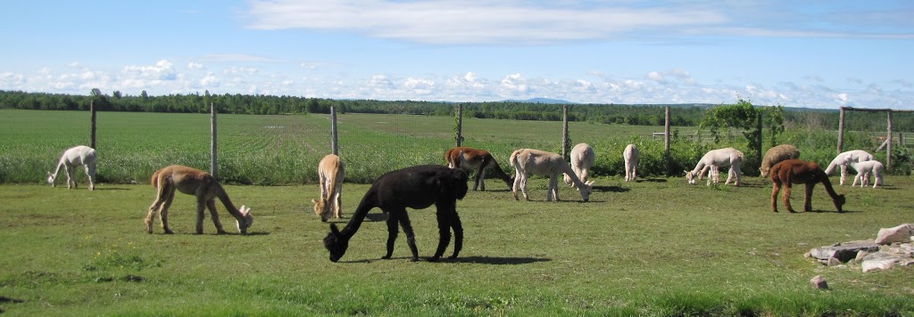 Alpagas des Hauts Vents | 856 Chemin Cowan, Havelock, QC J0S 2C0, Canada | Phone: (450) 826-1233