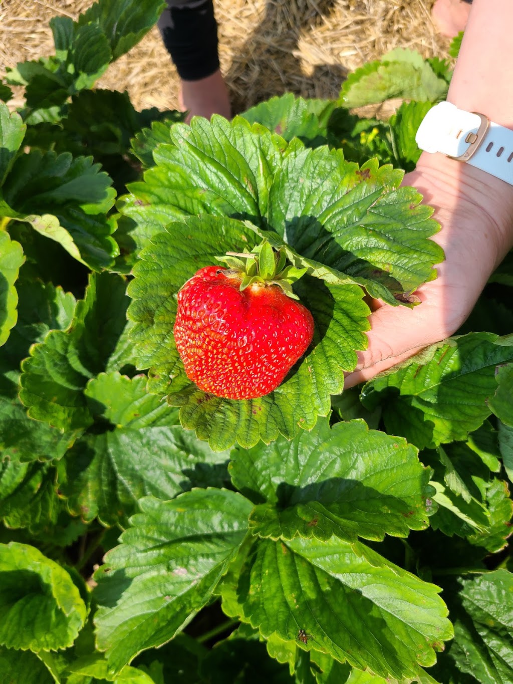 Pinehill Farms | 2662 Huron Rd, New Hamburg, ON N3A 3C9, Canada | Phone: (519) 897-7047