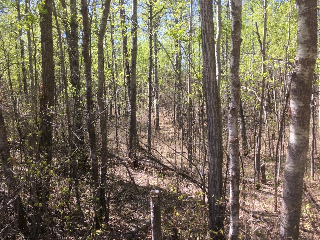 Strathcona Wilderness Centre | 52535 Range Rd 212, Ardrossan, AB T8G 2E9, Canada | Phone: (780) 922-3939