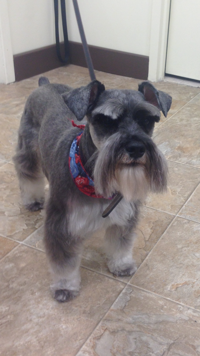 Le Coin Du Chien - Toilettage | 7250 Boulevard Taschereau, Brossard, QC J4W 1M9, Canada | Phone: (450) 486-7200