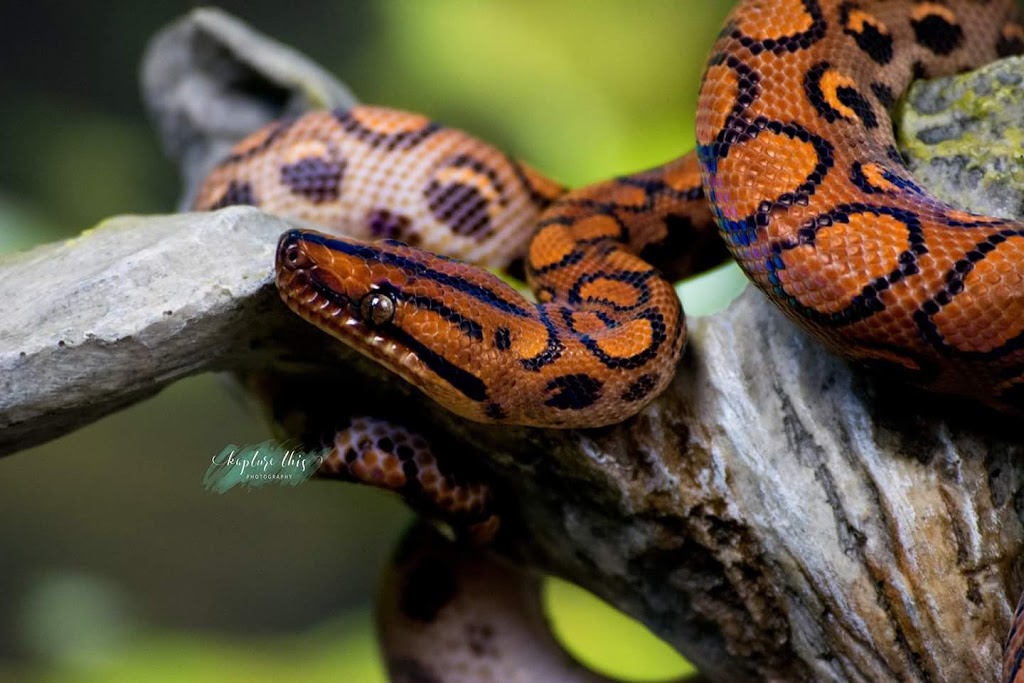 Reptile Kingdom | 1874 hwy 20 E, Fonthill, ON L0S 1E6, Canada | Phone: (905) 892-7100