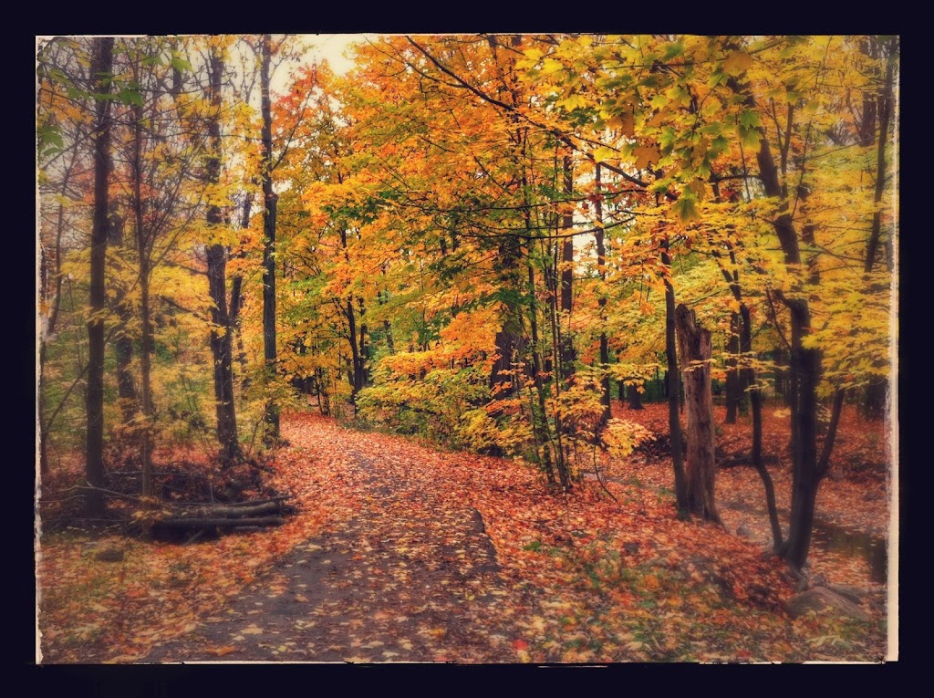 Rain Or Shine Dog Walking | 30 Gladsmore Crescent, Etobicoke, ON M9W 3Y9, Canada | Phone: (647) 218-1700
