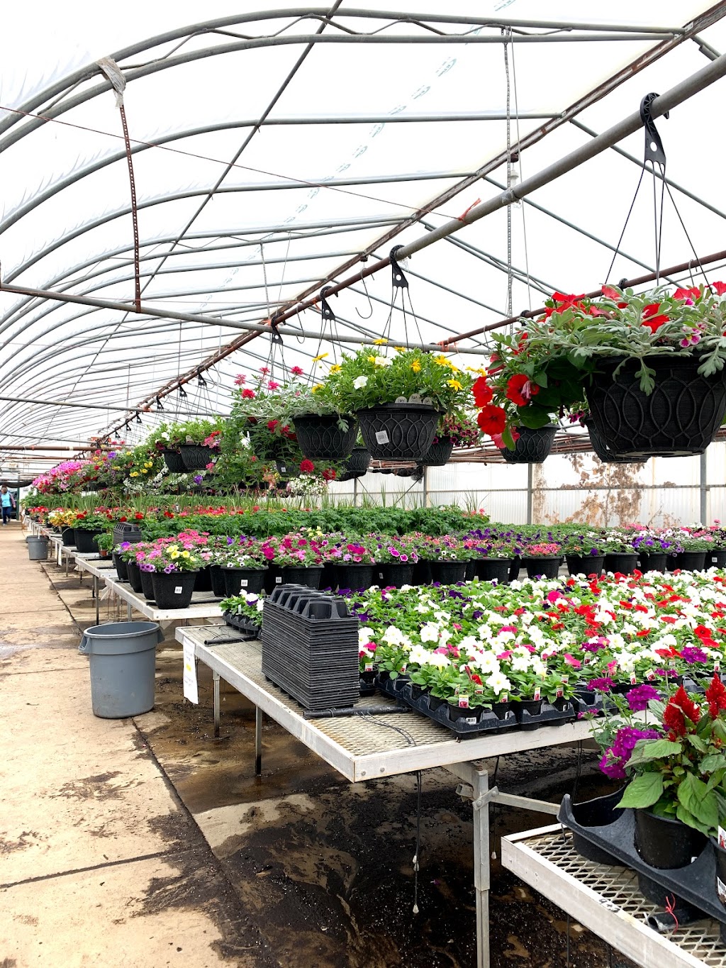 Ever-Green Greenhouses Ltd | Range Rd, 270 39 St, Red Deer, AB T4N 5E8, Canada | Phone: (403) 347-6484