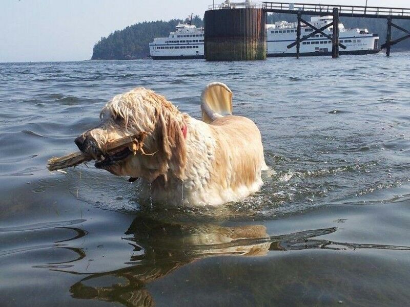 Happiest Pup Pet Services | 3085 Departure Bay Rd, Nanaimo, BC V9T 1B6, Canada | Phone: (250) 268-4493