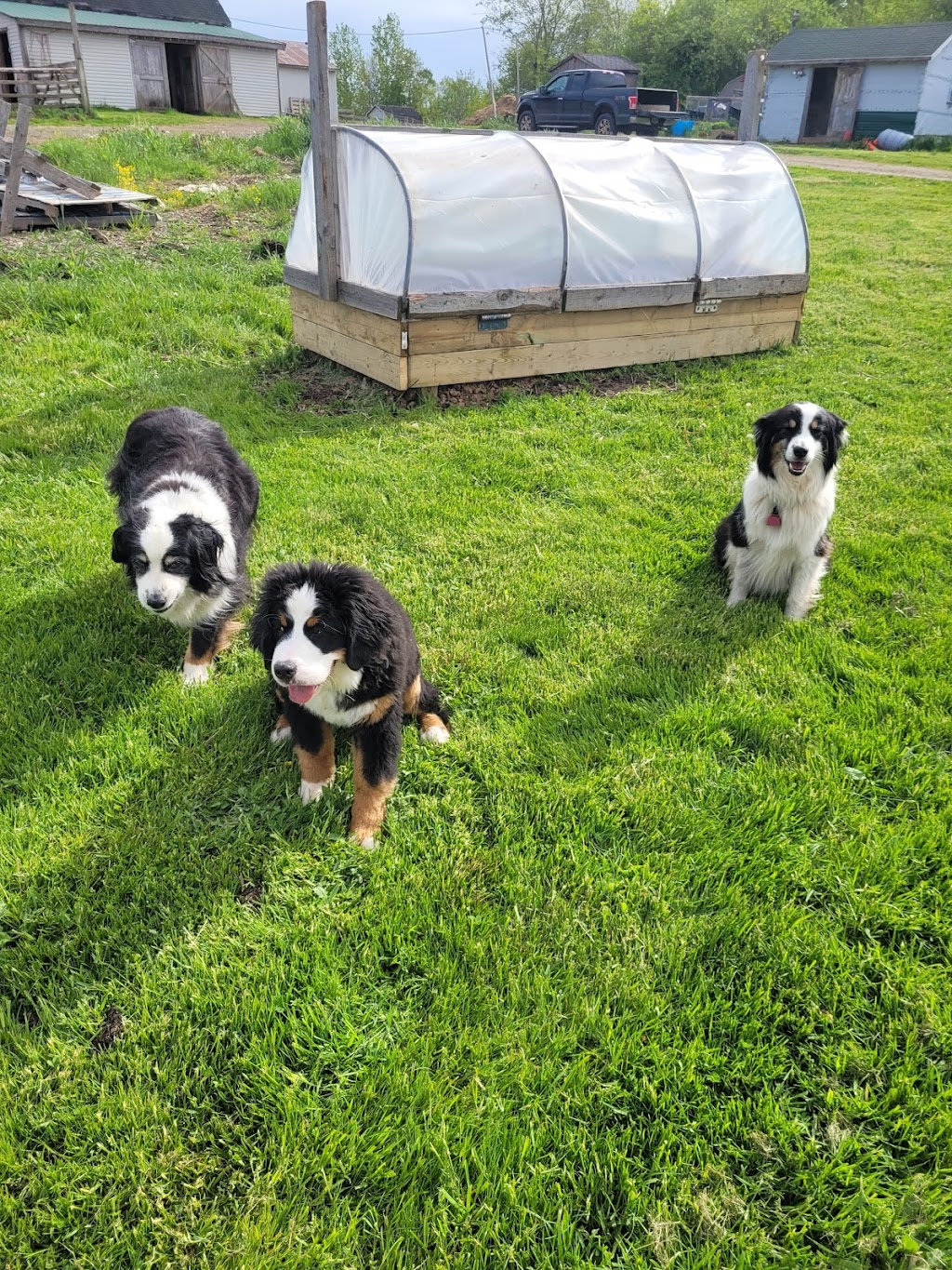 Muddy Paws Adventures, Nova Scotia | 820 McKay Rd, McKay Section, NS B0N 2A0, Canada | Phone: (902) 440-4872