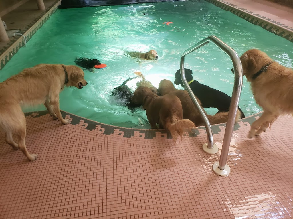 Golden Acres Dog Resort | 6073 5th Line, Rockwood, ON N0B 2K0, Canada | Phone: (416) 500-8332