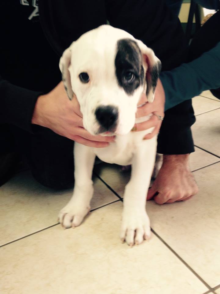 Cabana @ Howard Pet Hospital | 511 Cabana Rd E, Windsor, ON N9G 1A5, Canada | Phone: (519) 250-5200
