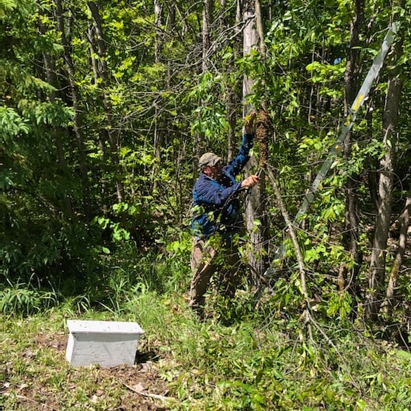 Ahmic Lake Apiaries | 4 Old Nippissing Road, South St, Magnetawan, ON P0A 1P0, Canada | Phone: (705) 380-4661