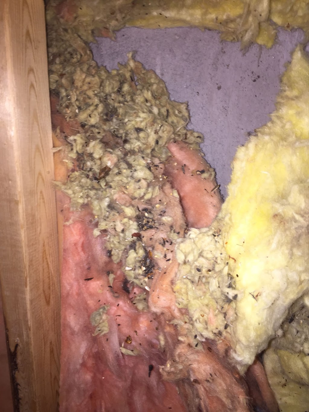 Paramount Pest Control | 212 Tivoli Private, Nepean, ON K2E 0A7, Canada | Phone: (613) 263-4357