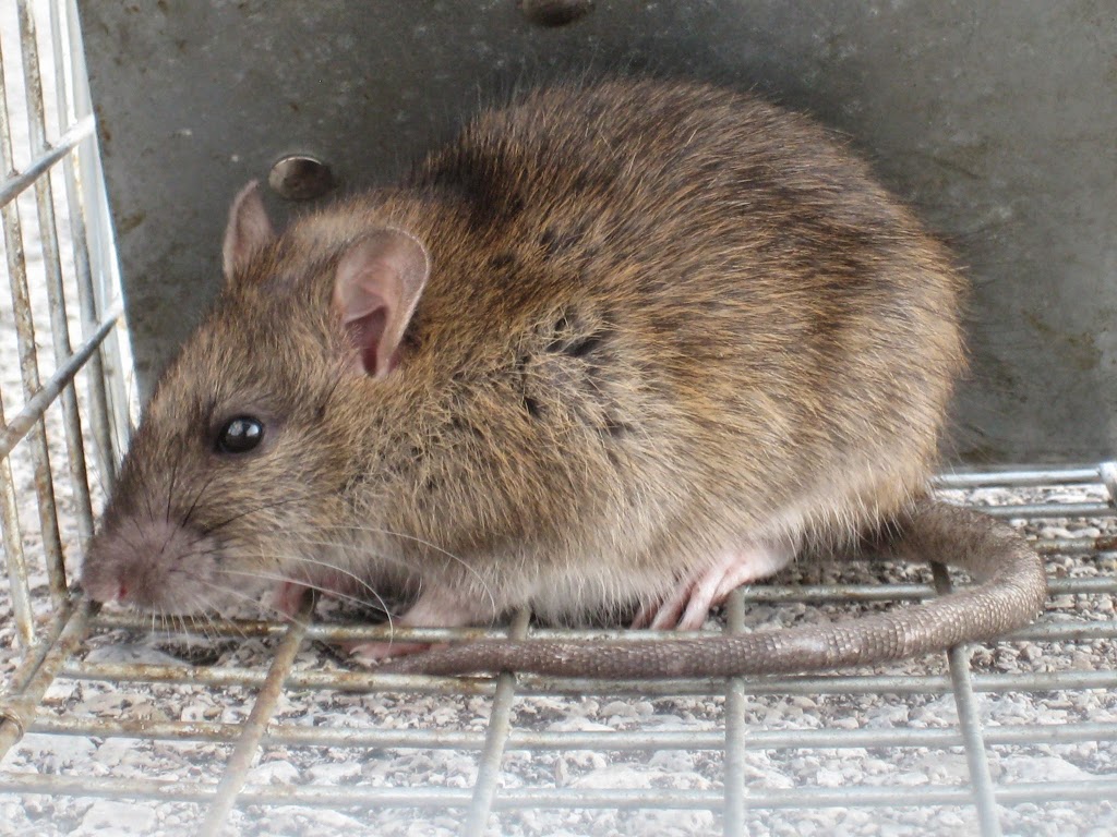 Pestend Pest Control Brampton | 2 County Ct Blvd Suite 400, Brampton, ON L6W 3W8, Canada | Phone: (416) 749-9200
