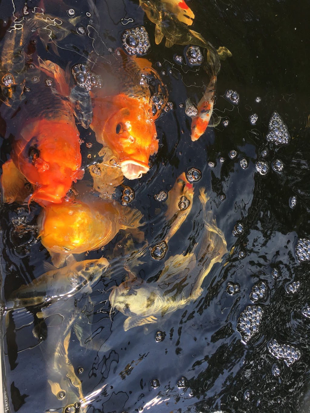 My Koi Water Gardens | 369 Paris Rd, Brantford, ON N3T 5L8, Canada | Phone: (519) 281-6824