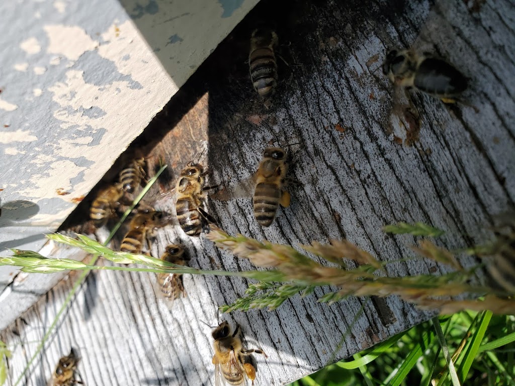Sandilands Apiary | 48112 Provincial Trunk Hwy 12, Zhoda, MB R0A 2P0, Canada | Phone: (204) 408-4250