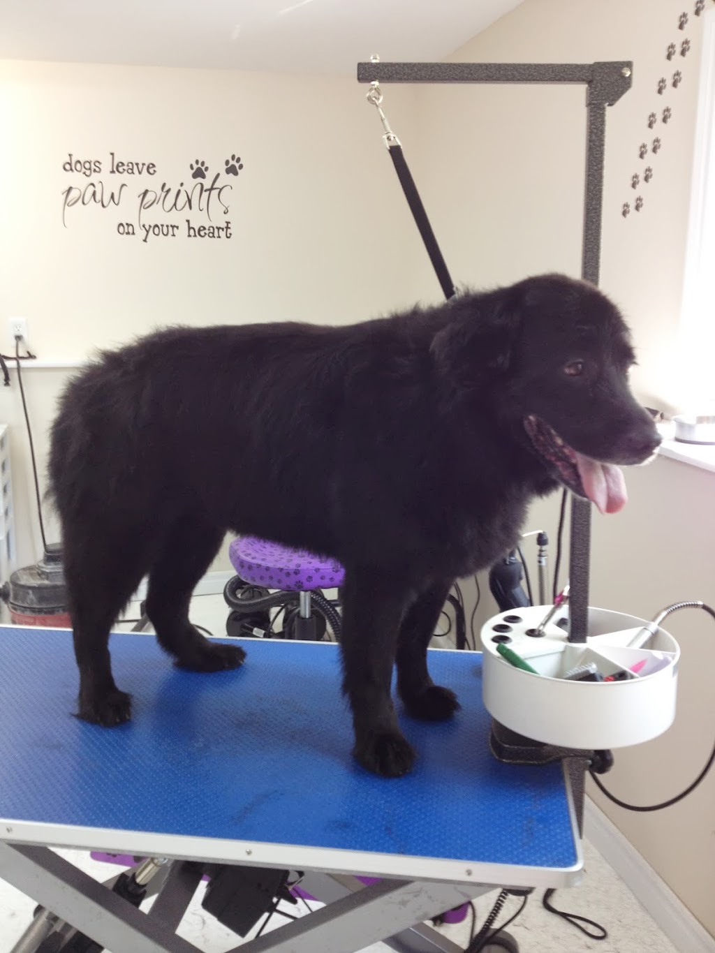 Four Muddy Paws Grooming | 1575 NS-325, Chelsea, NS B4V 7L6, Canada | Phone: (902) 685-3374