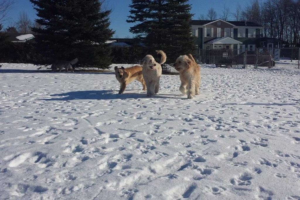Pinetree Pet Resort | 5951 ON-6, Guelph, ON N1H 6J2, Canada | Phone: (519) 787-9934