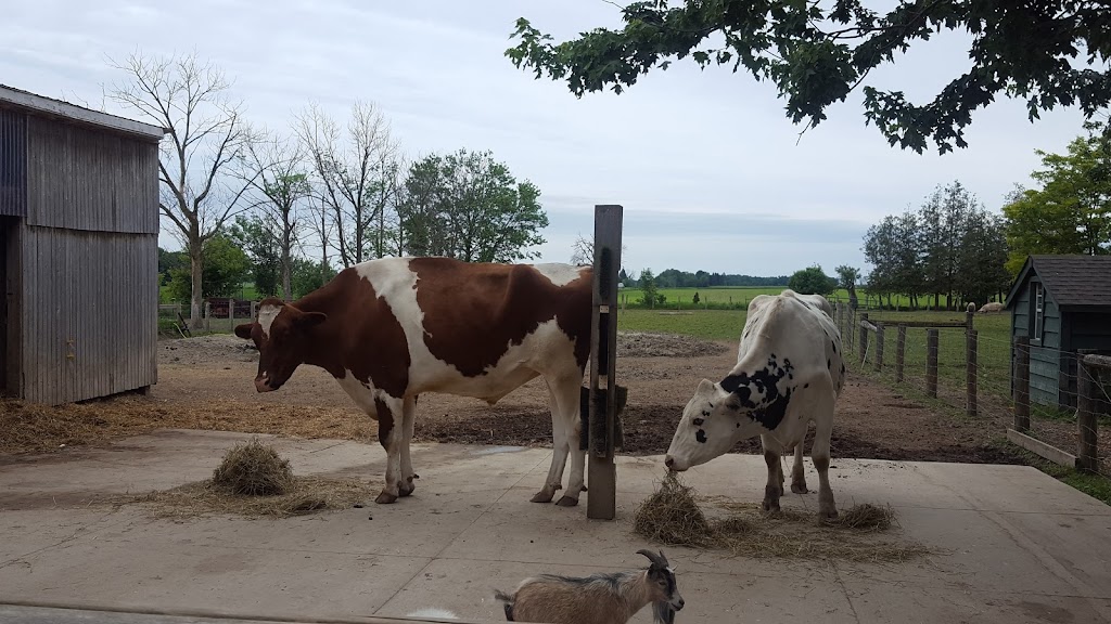Cedar Row Farm Sanctuary | 157017 Zorra Line 15, Lakeside, ON N0M 2G0, Canada | Phone: (519) 274-9917