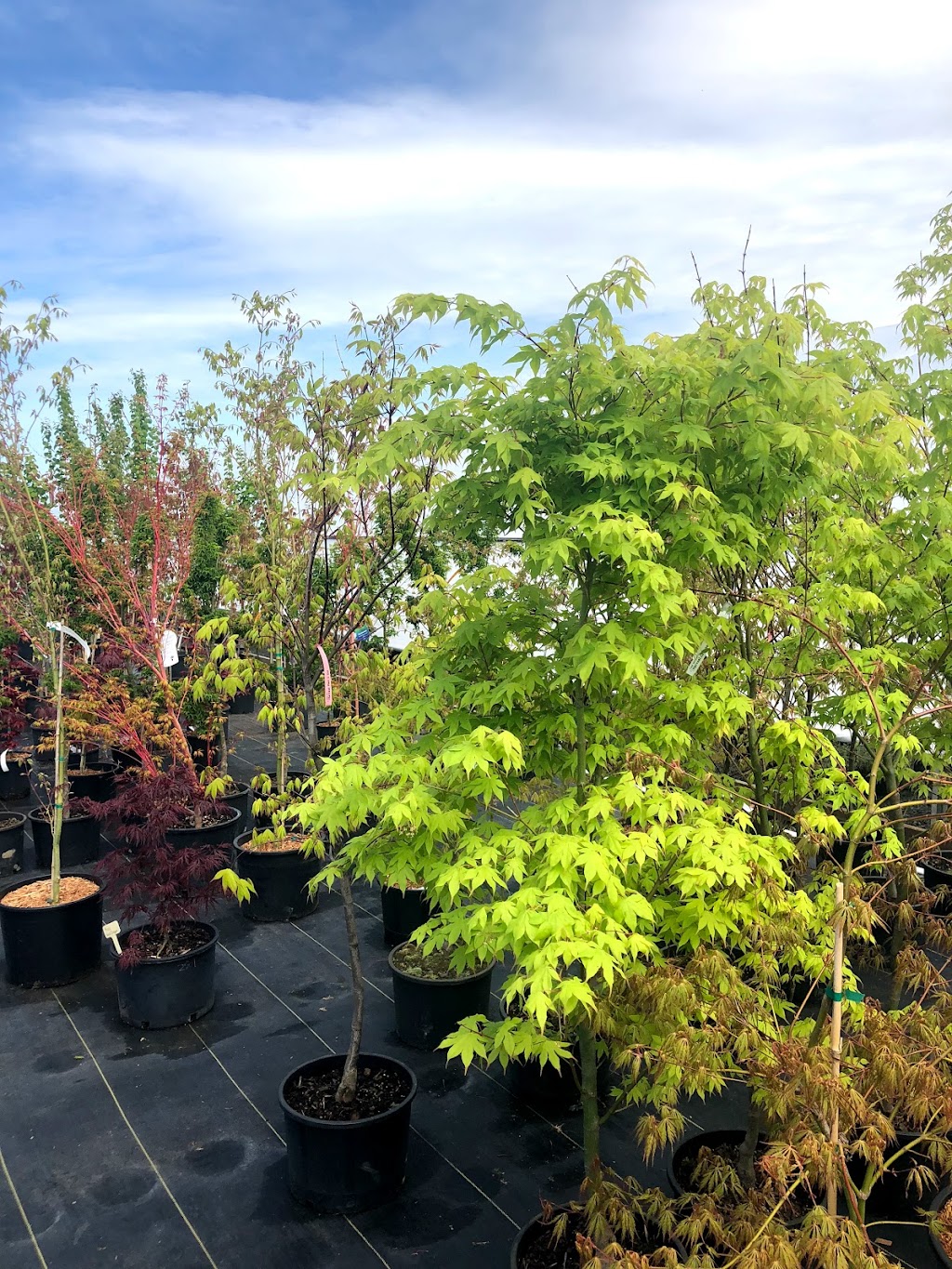 Lochside Nursery | 2716 Dooley Rd, Victoria, BC V8Y 1R7, Canada | Phone: (250) 544-3100