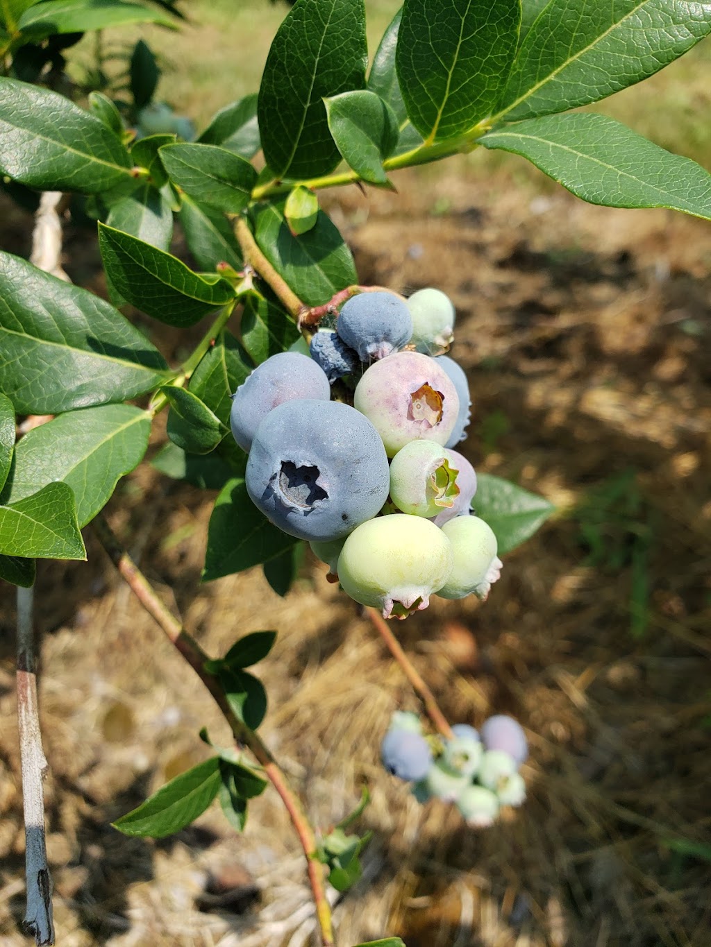 The Blueberry Patch | 289 Brant County Hwy 53, Burford, ON N0E 1A0, Canada | Phone: (519) 458-8066