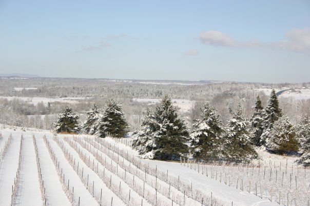 Mission Vineyard | 1044 Boulevard Pierre-Laporte, Brigham, QC J2K 4R3, Canada | Phone: (450) 263-1524