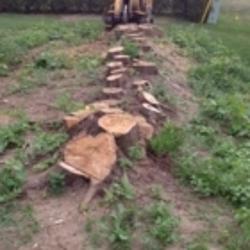 Mikes Tree & Stump Removal | 610 Elizabeth St, Pembroke, ON K8A 1X4, Canada | Phone: (613) 735-6941