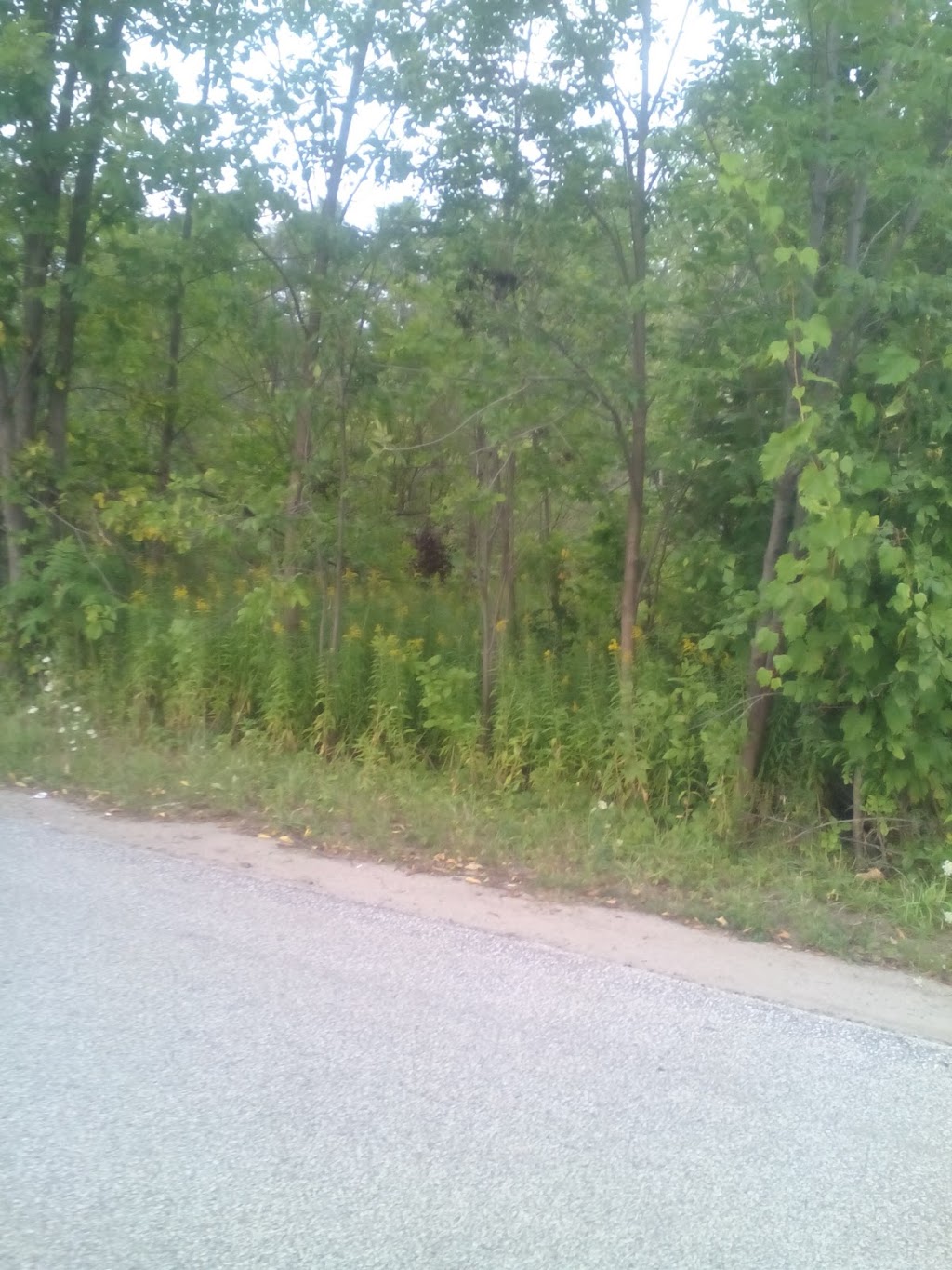 Pleasant Manor Motel | 9656 Beachwood Rd, Collingwood, ON L9Y 3Z7, Canada | Phone: (705) 445-4480