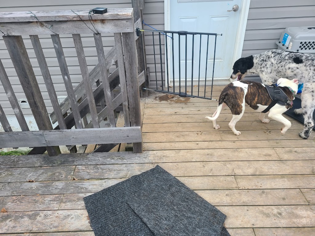 SilverCrow Pet Taxi and Delivery | 128 Ocean Dr, Saint John, NB E2P 1G4, Canada | Phone: (506) 650-2520