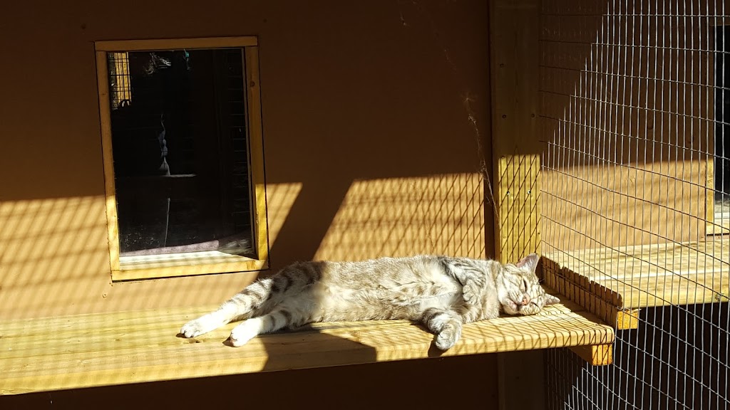 Errington Pet Lodge | 1227 Bowlby Rd, Errington, BC V0R 1V0, Canada | Phone: (250) 248-3637