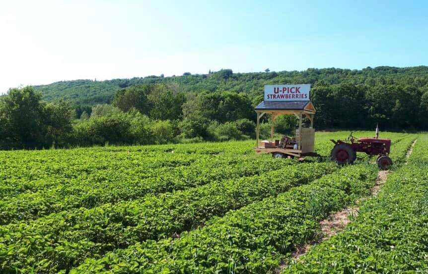 W.E.E. Pick U Pick Strawberries | 1243 Pereau Rd, Canning, NS B0P 1H0, Canada | Phone: (902) 679-9621