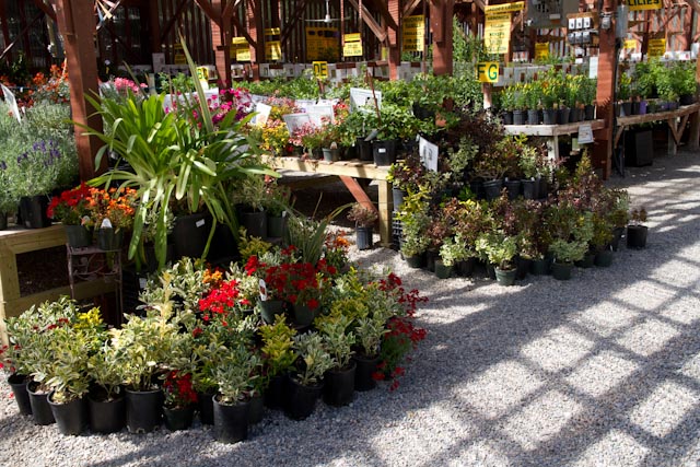 Vales Greenhouse | 301 3 St NW, Black Diamond, AB T0L 0H0, Canada | Phone: (403) 933-4814