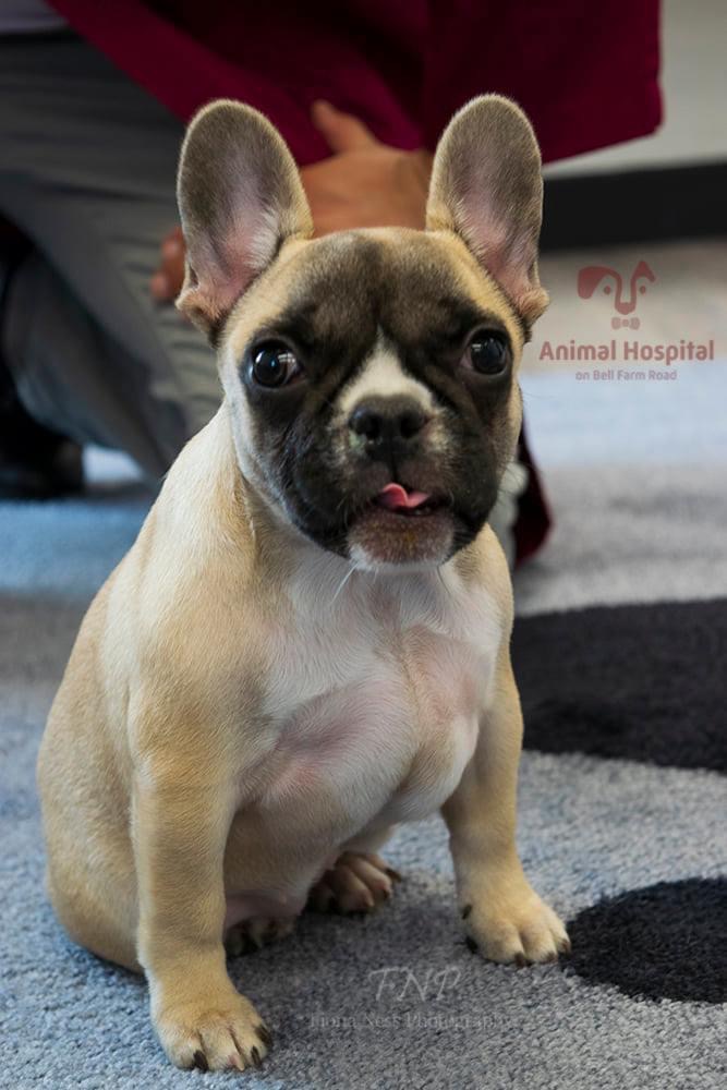 Animal Hospital on Bell Farm Road | 115 Bell Farm Rd Unit 110, Barrie, ON L4M 5G1, Canada | Phone: (705) 881-9980