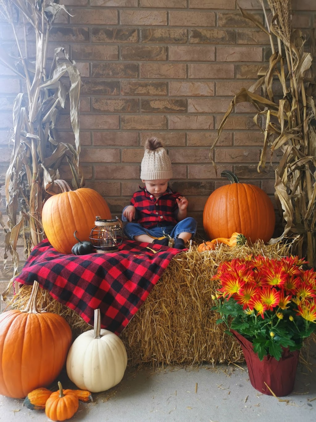 Adel Farms | 4168 Tecumseh Line, Tilbury, ON N0P 2L0, Canada | Phone: (519) 360-6675