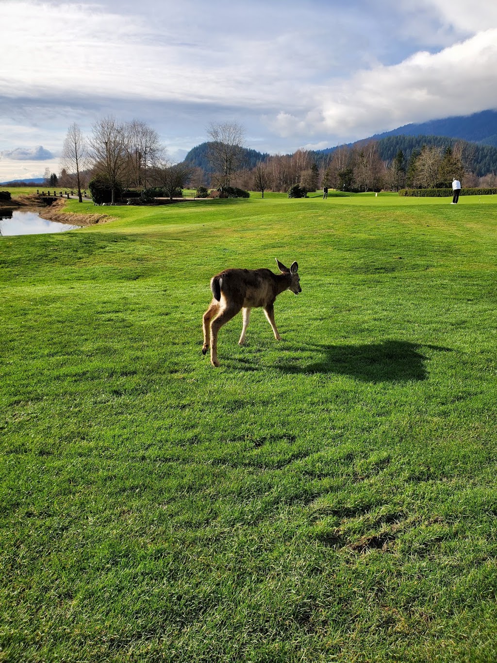 Swaneset Bay Resort and Country Club | 16651 Rannie Rd, Pitt Meadows, BC V3Y 1Z1, Canada | Phone: (604) 465-9380