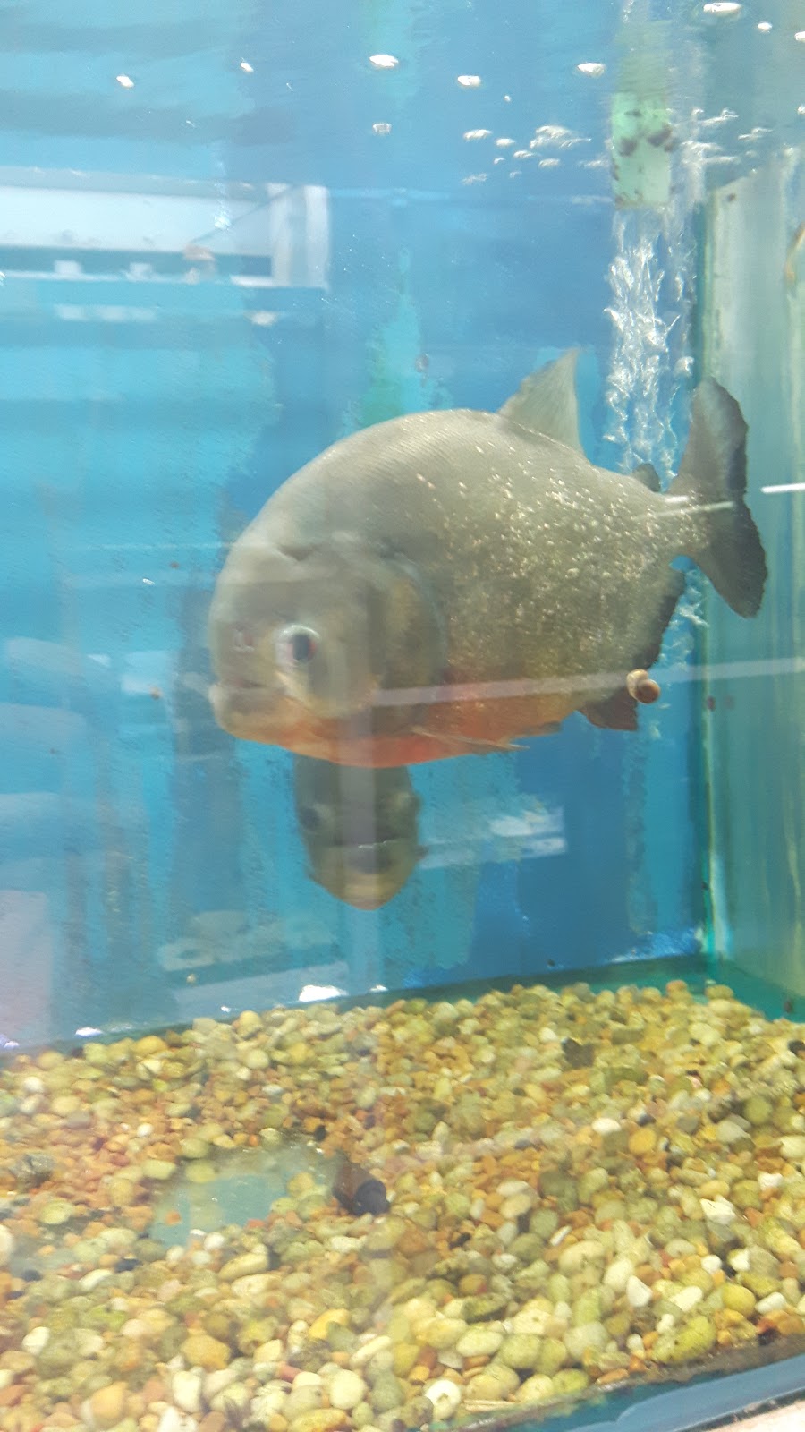 Tropical Fish Room Ltd | 166 Grand River Ave, Brantford, ON N3T 4X6, Canada | Phone: (519) 756-6225