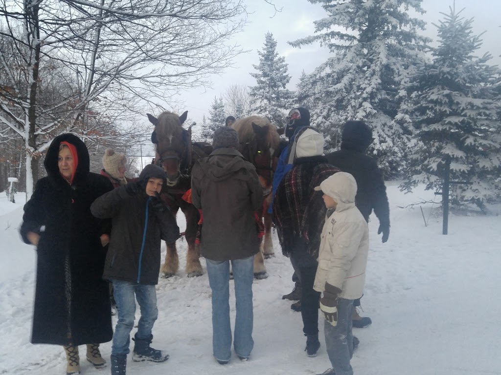 Beitz Horse & Carriage Service | 2111 Greenhouse Rd, Breslau, ON N0B 1M0, Canada | Phone: (519) 648-2078