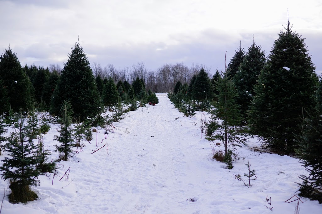 Sapin de Noël, producteur darbre de Noël, Plantation Bernier. | 297 Chemin Brome, Fulford, QC J0E 1S0, Canada | Phone: (450) 534-2417