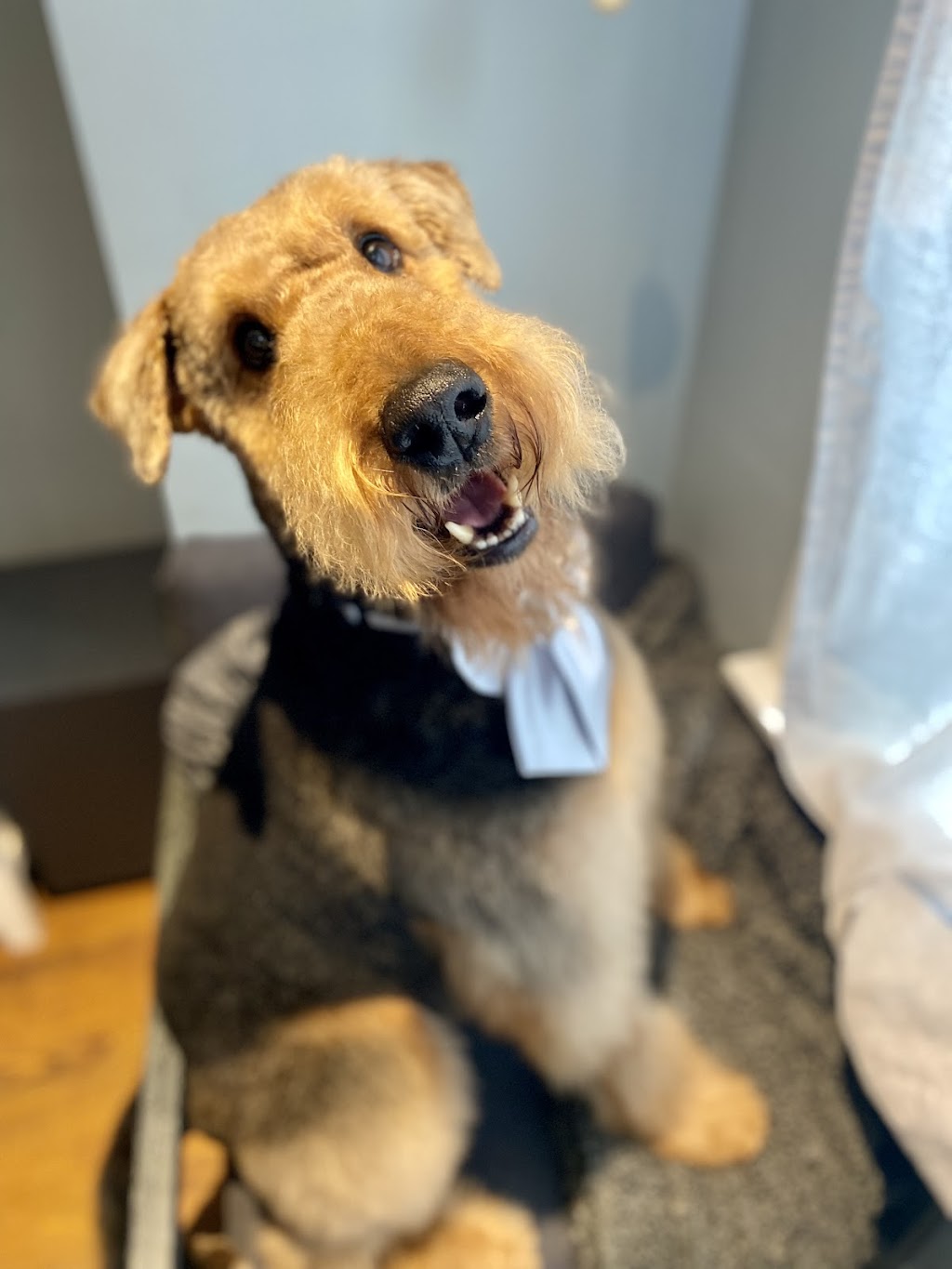 A Tail Above Grooming | 65974 Ogilview Dr, Hope, BC V0X 1L1, Canada | Phone: (604) 869-1738