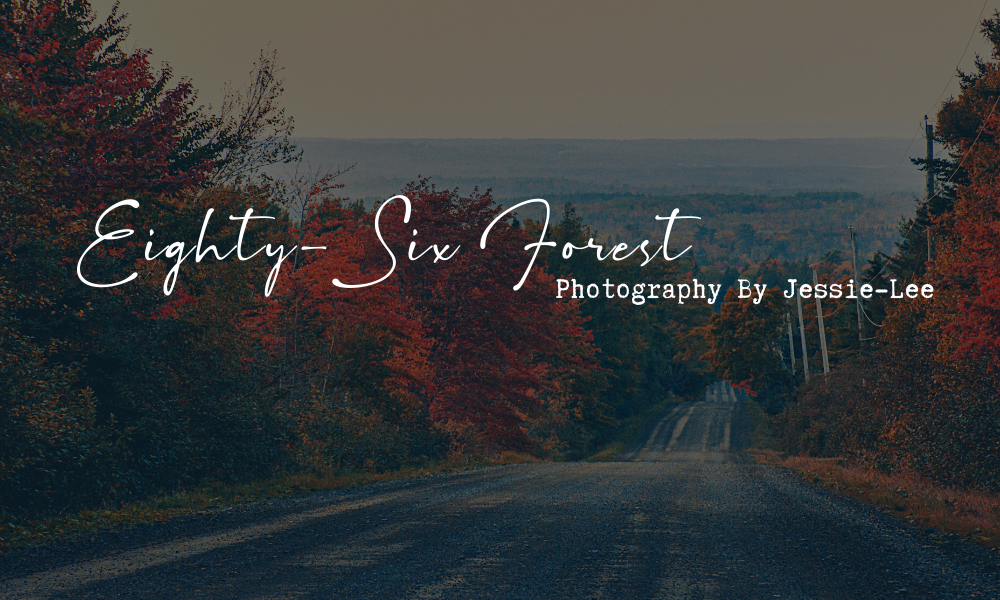 Eighty-Six Forest Photography | 1381 Barr Settlement Rd, Barr Settlement, NS B2S 3B9, Canada | Phone: (902) 580-1379