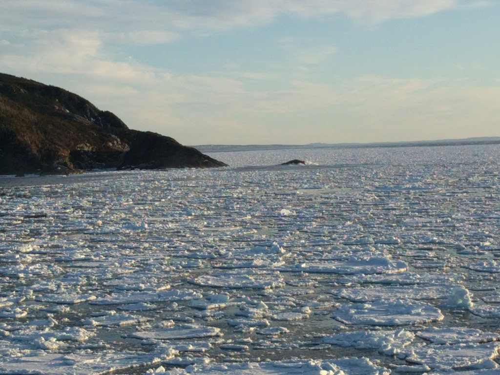 Cape St. Francis Elementary School | 31 Satellite Rd, Pouch Cove, NL A0A 3L0, Canada | Phone: (709) 335-2962